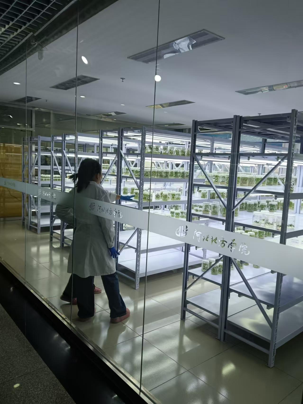 海淀植物组培室设计的基本布局有哪些？