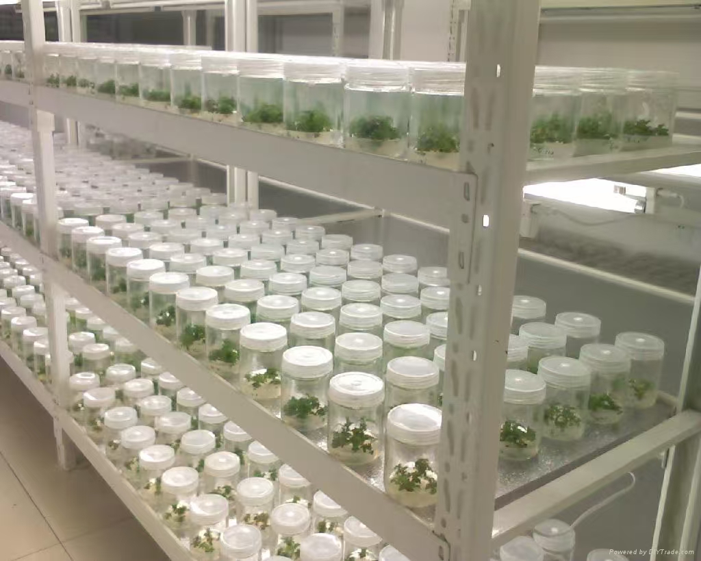 海淀组培实验室应该如何布局