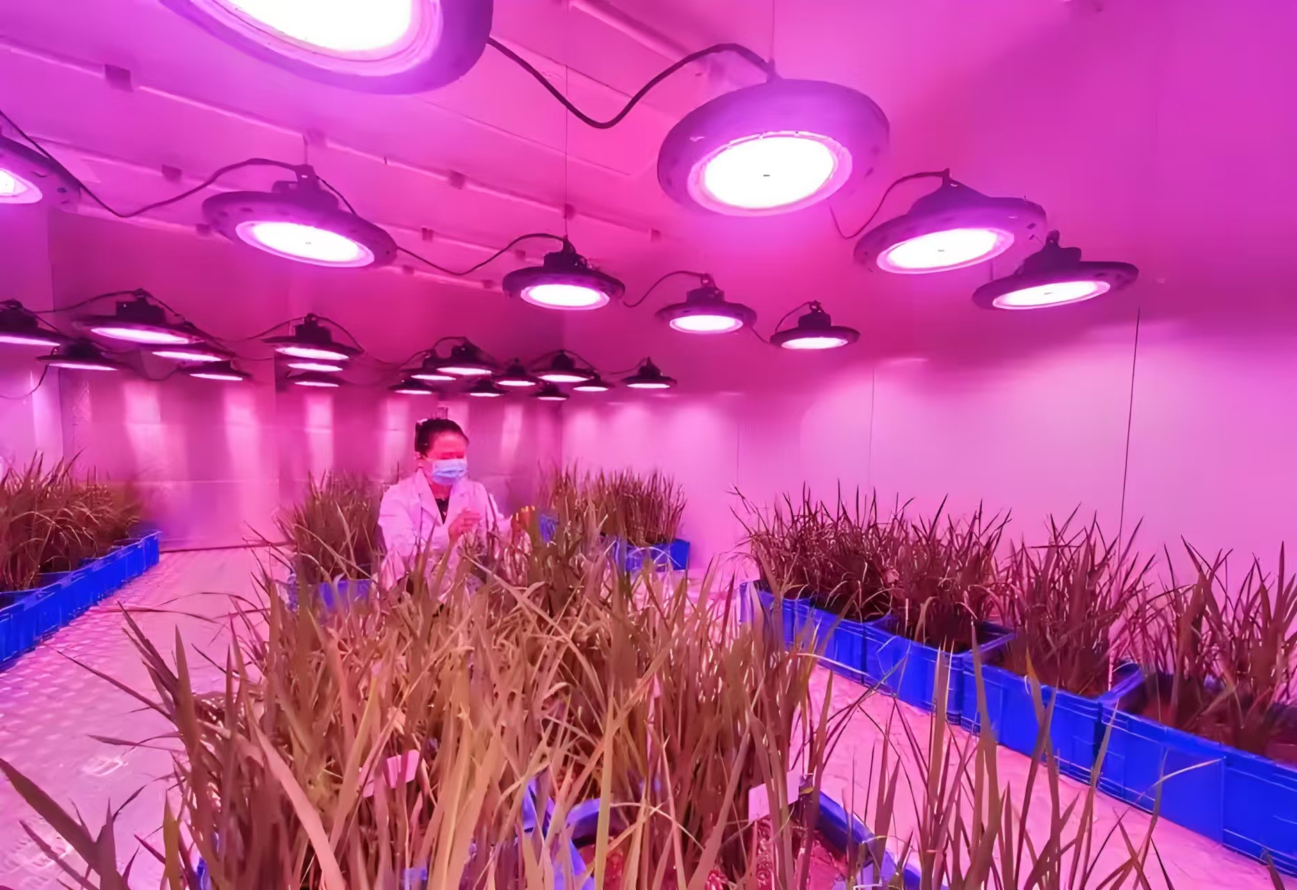 海淀人工气候室在农业领域的应用